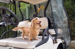 Dog-Friendly Golf Courses to Travel To