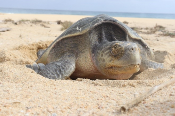 Pueblo Bonito Resorts Sea Turtle Rescue 2