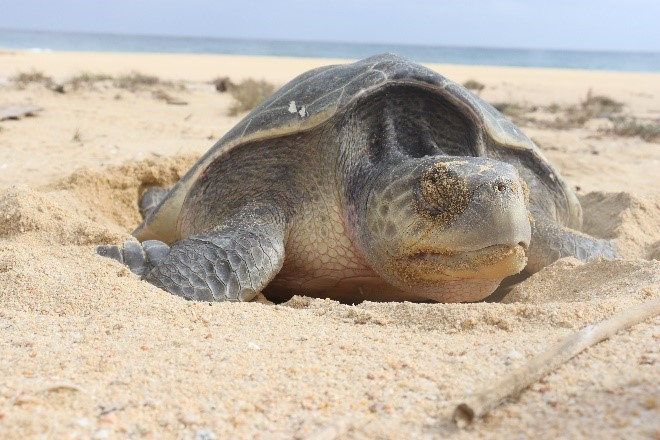 Pueblo Bonito Resorts Sea Turtle Rescue 2