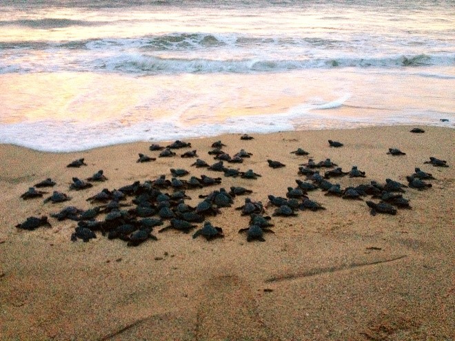 Pueblo Bonito Resorts sea turtles