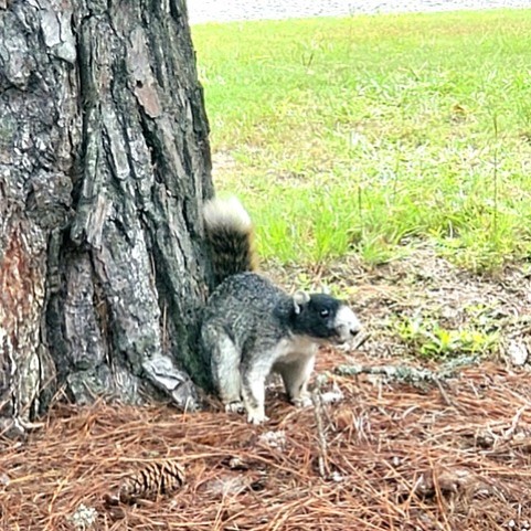 fox_squirrel